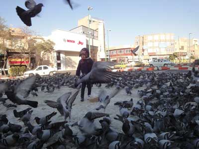 سارا- کبوتر- تبریز